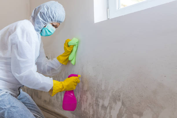 Best Mold Removal for HVAC Installations  in Iyanbito, NM