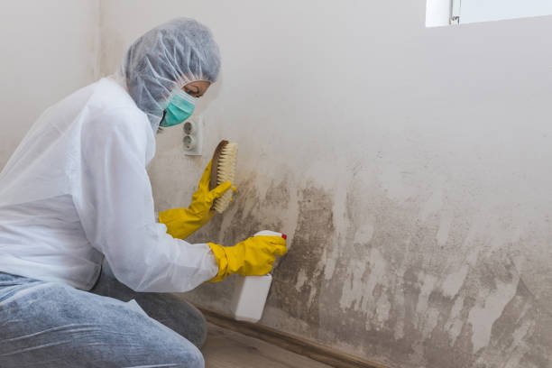 Best Mold Odor Removal Services  in Iyanbito, NM