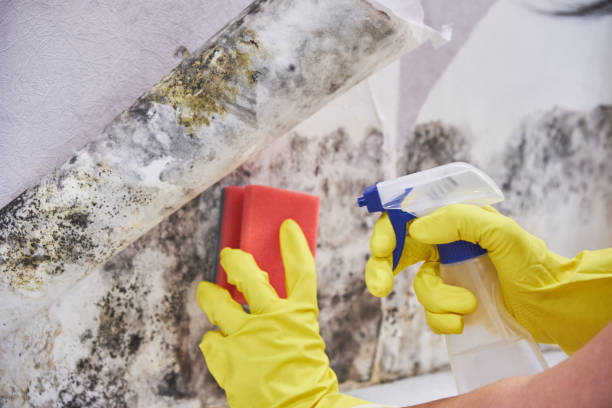 Best Forensic Mold Investigation  in Iyanbito, NM